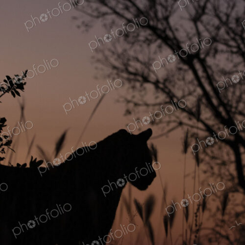 A male leopard, Panthera pardus, silhouette. A male leopard, Panthera pardus, silhouette.