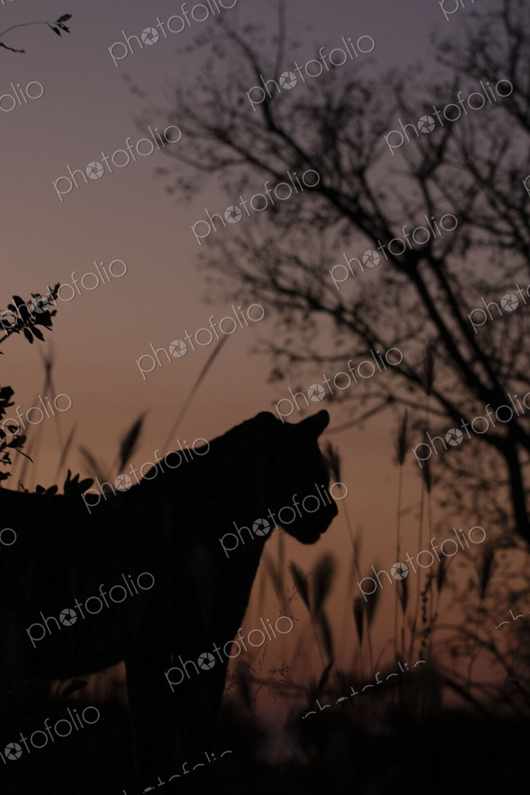 A male leopard, Panthera pardus, silhouette.