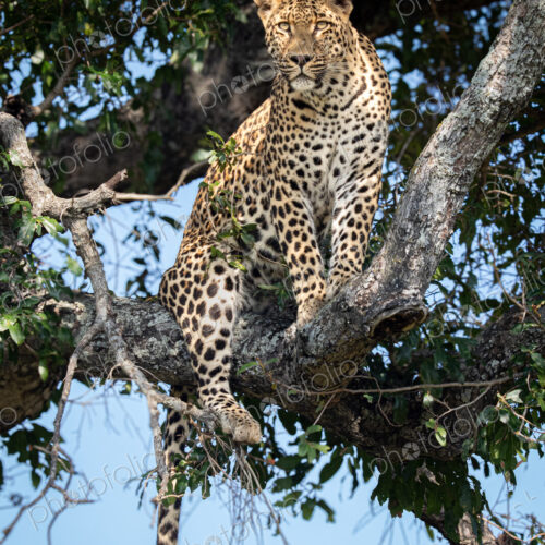 A male leopard, Panthera pardus, sitting in a tree. A male leopard, Panthera pardus, sitting in a tree.