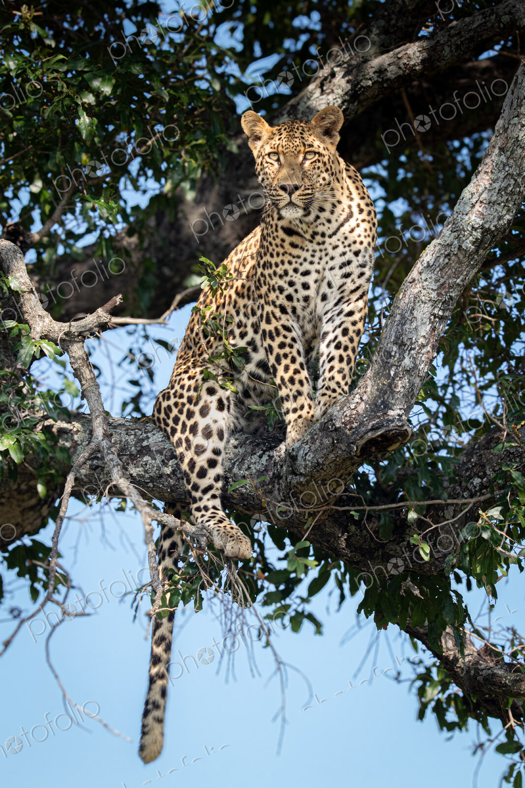 A male leopard, Panthera pardus, sitting in a tree.