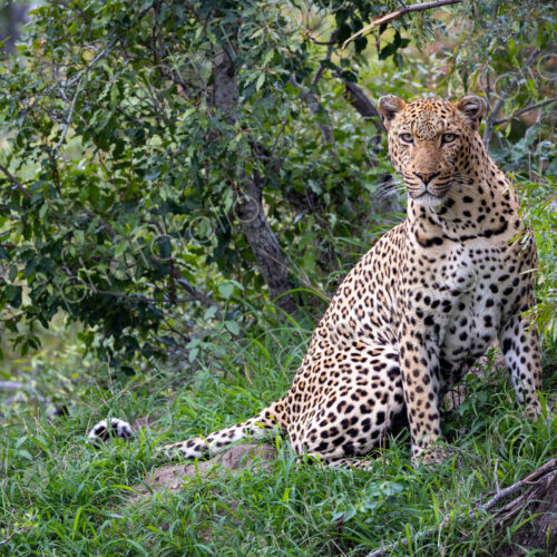 A male leopard, Panthera pardus, sitting in grass, direct gaze. A male leopard, Panthera pardus, sitting in grass, direct gaze.