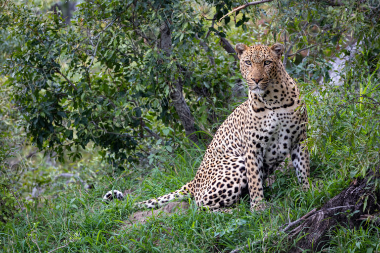 A male leopard, Panthera pardus, sitting in grass, direct gaze.