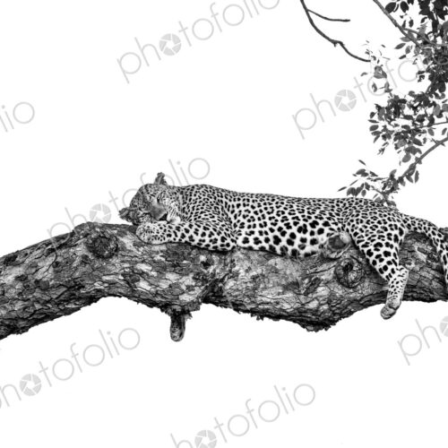 A male leopard, Panthera pardus, sleeping on a branch. A male leopard, Panthera pardus, sleeping on a branch.