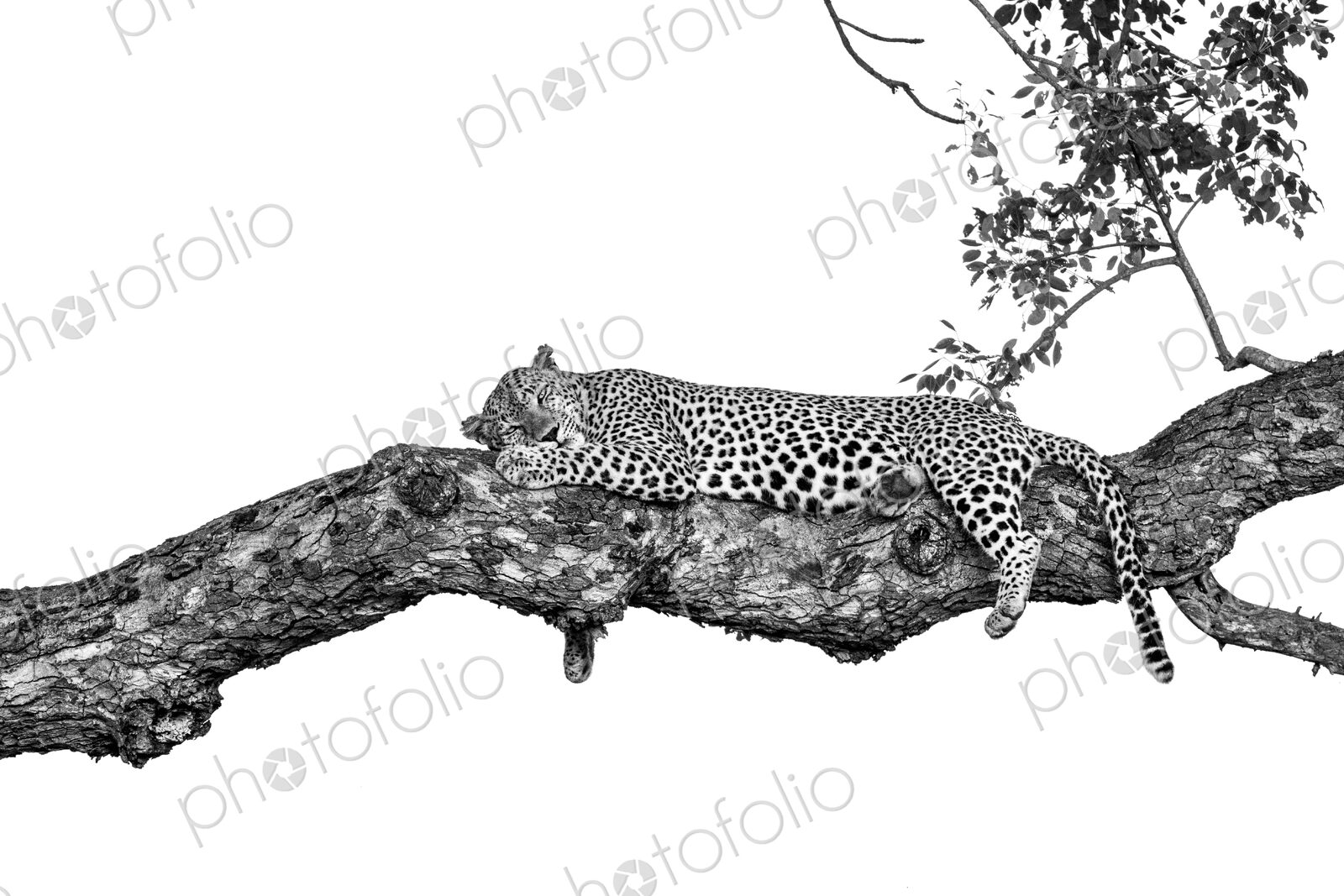 A male leopard, Panthera pardus, sleeping on a branch.