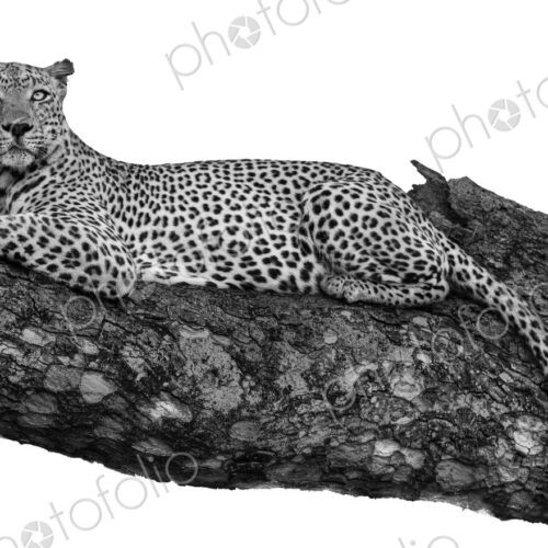 A male leopard, Panthera pardus, sleeping on a branch. A male leopard, Panthera pardus, sleeping on a branch.