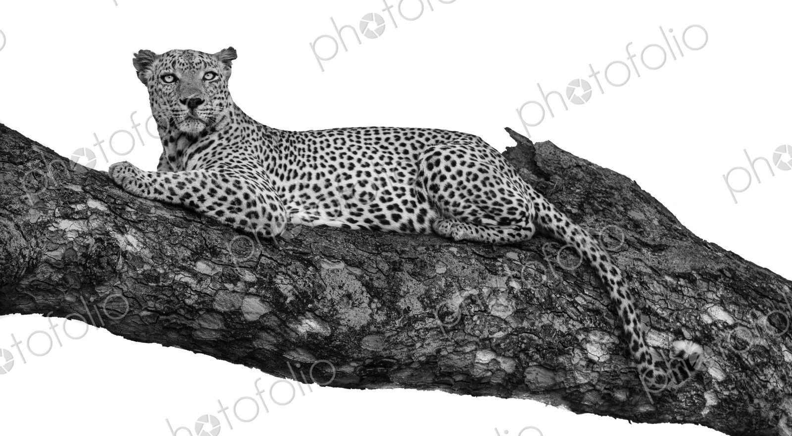 A male leopard, Panthera pardus, sleeping on a branch.