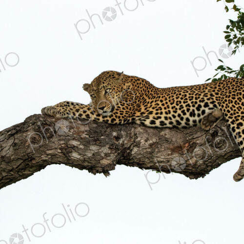 A male leopard, Panthera pardus, sleeping on a branch. A male leopard, Panthera pardus, sleeping on a branch.