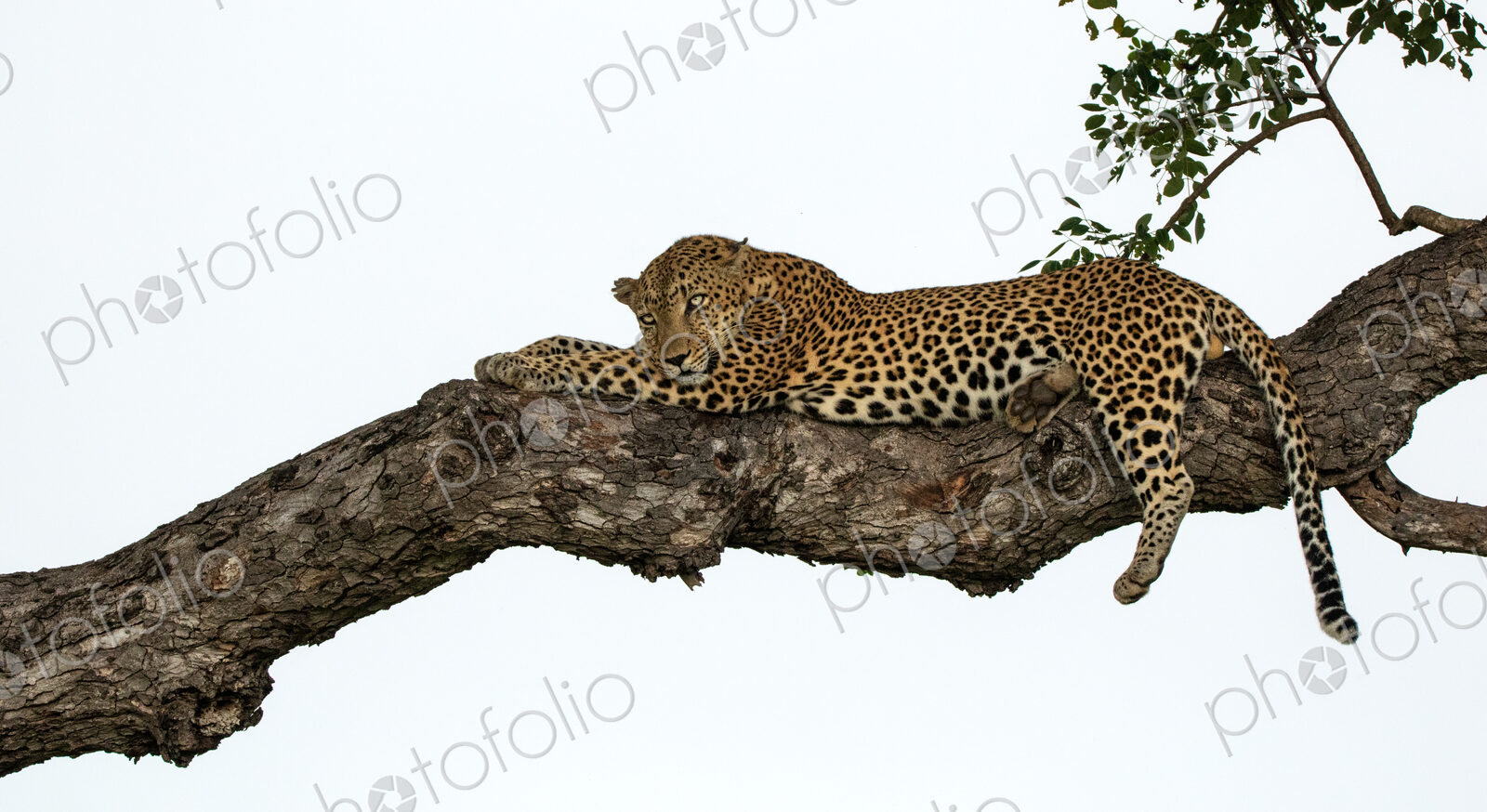 A male leopard, Panthera pardus, sleeping on a branch.