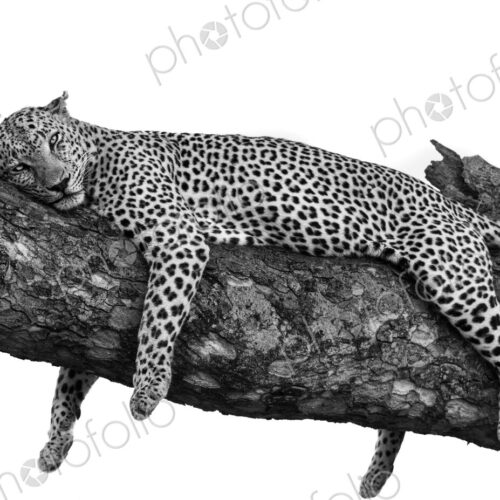 A male leopard, Panthera pardus, sleeping on a branch. A male leopard, Panthera pardus, sleeping on a branch.