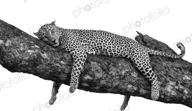 A male leopard, Panthera pardus, sleeping on a branch.