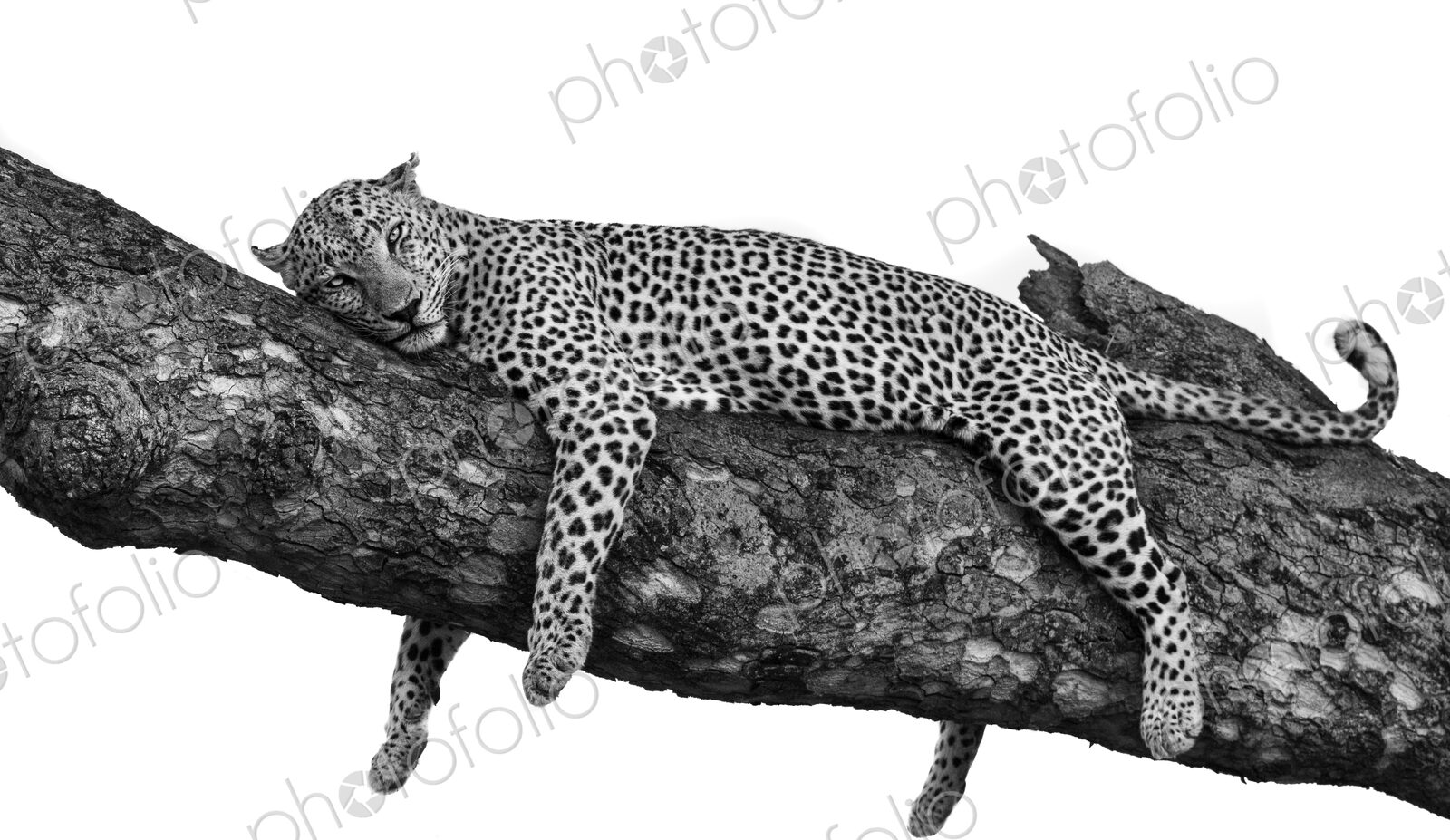 A male leopard, Panthera pardus, sleeping on a branch.