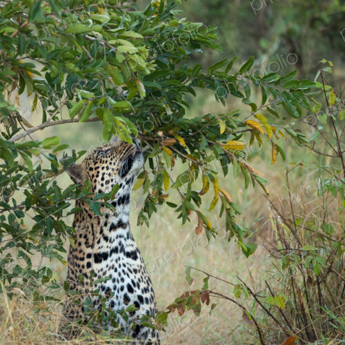 A male leopard, Panthera pardus, smelling.