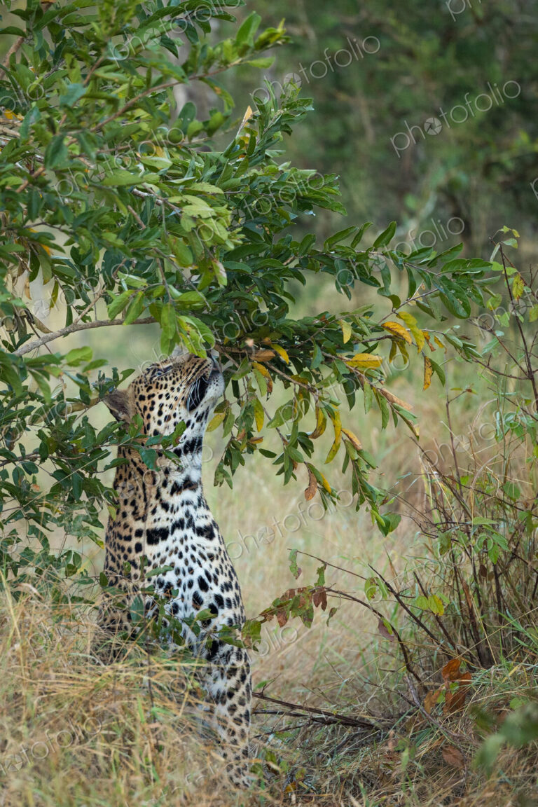 A male leopard, Panthera pardus, smelling.