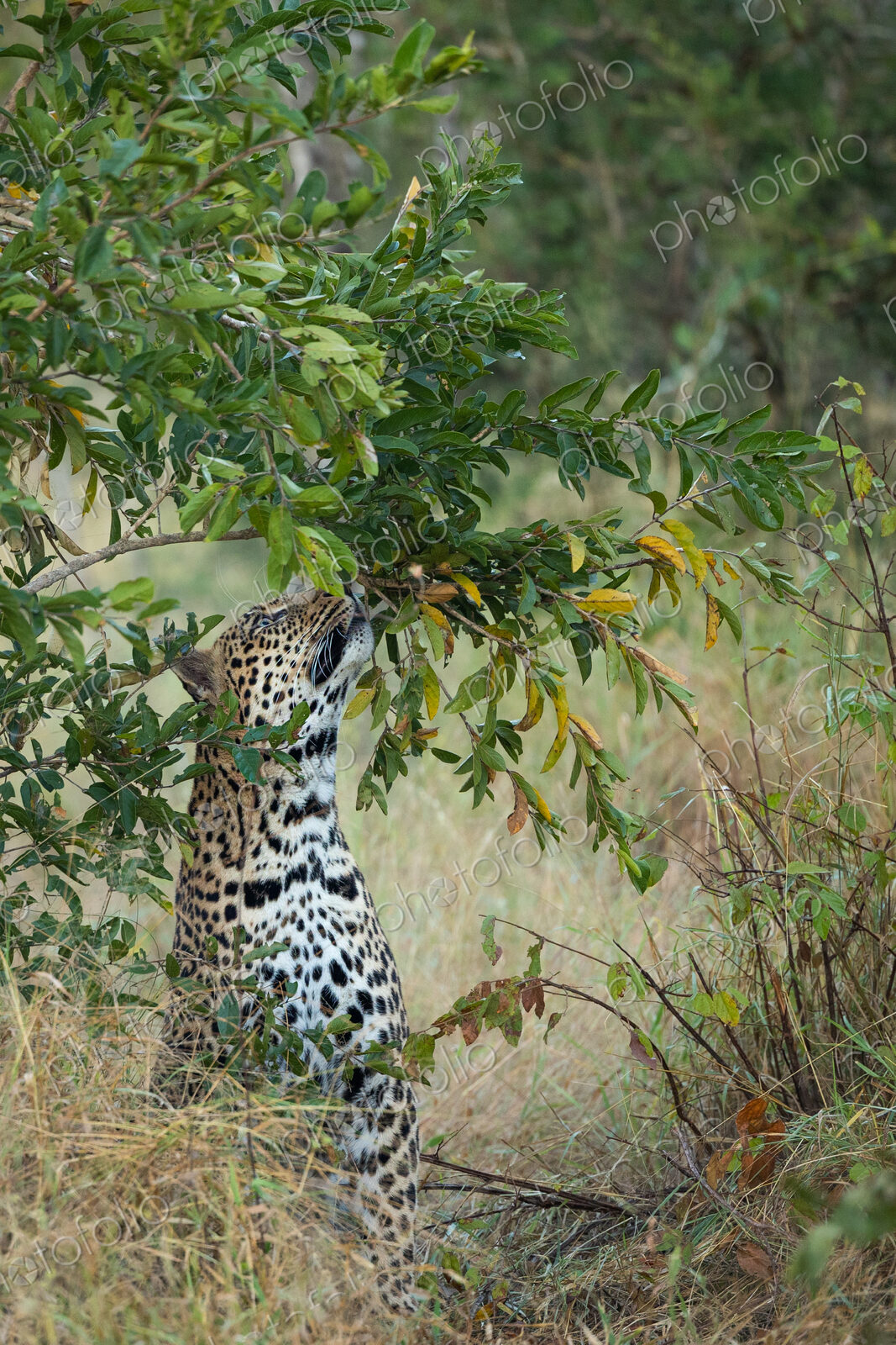 A male leopard, Panthera pardus, smelling.