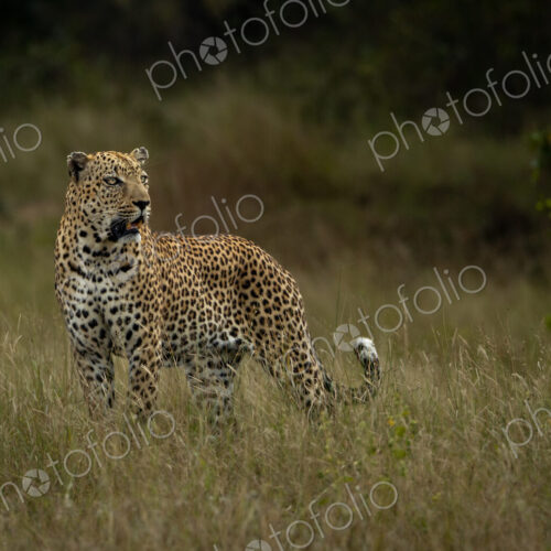 A male leopard, Panthera pardus, standing in grass, looking out.