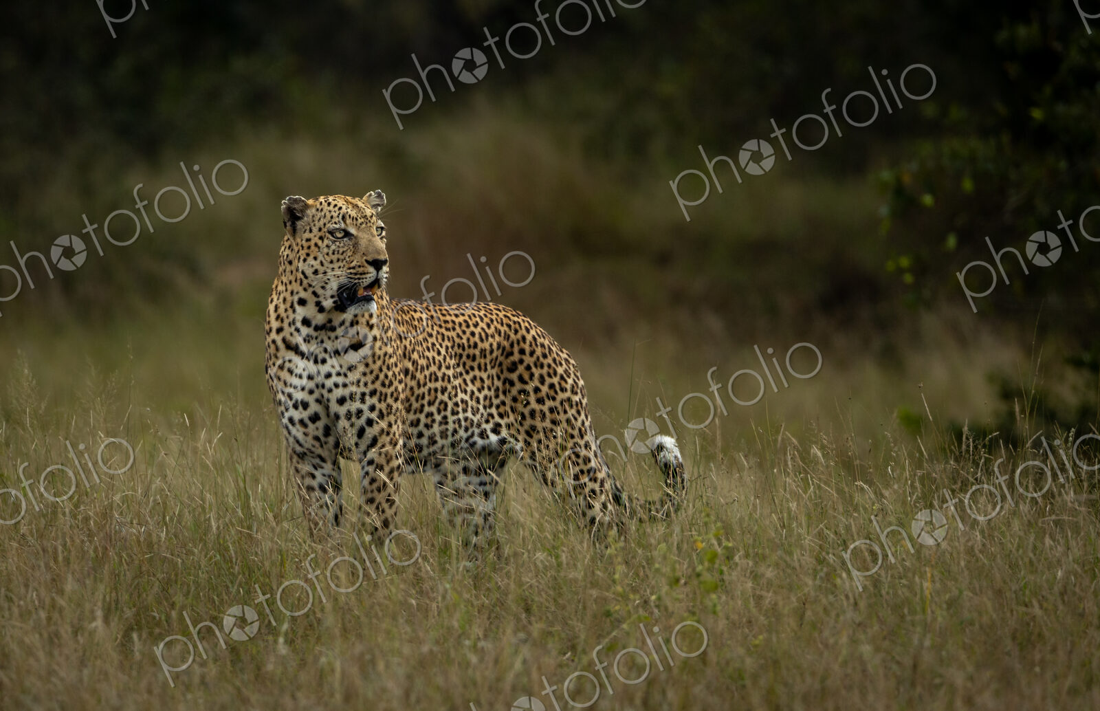 A male leopard, Panthera pardus, standing in grass, looking out.