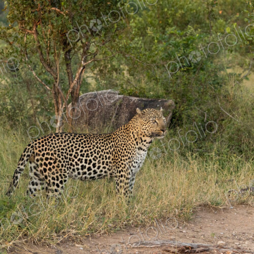 A male leopard, Panthera pardus, standing in long grass, looking out, side view. A male leopard, Panthera pardus, standing in long grass, looking out, side view.