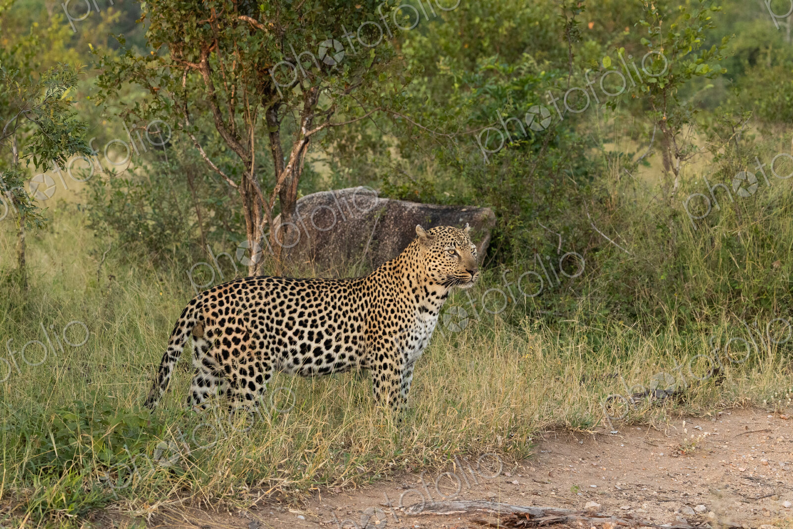 A male leopard, Panthera pardus, standing in long grass, looking out, side view.