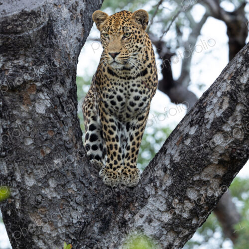 A male leopard, Panthera pardus, standing in the fork of a tree.