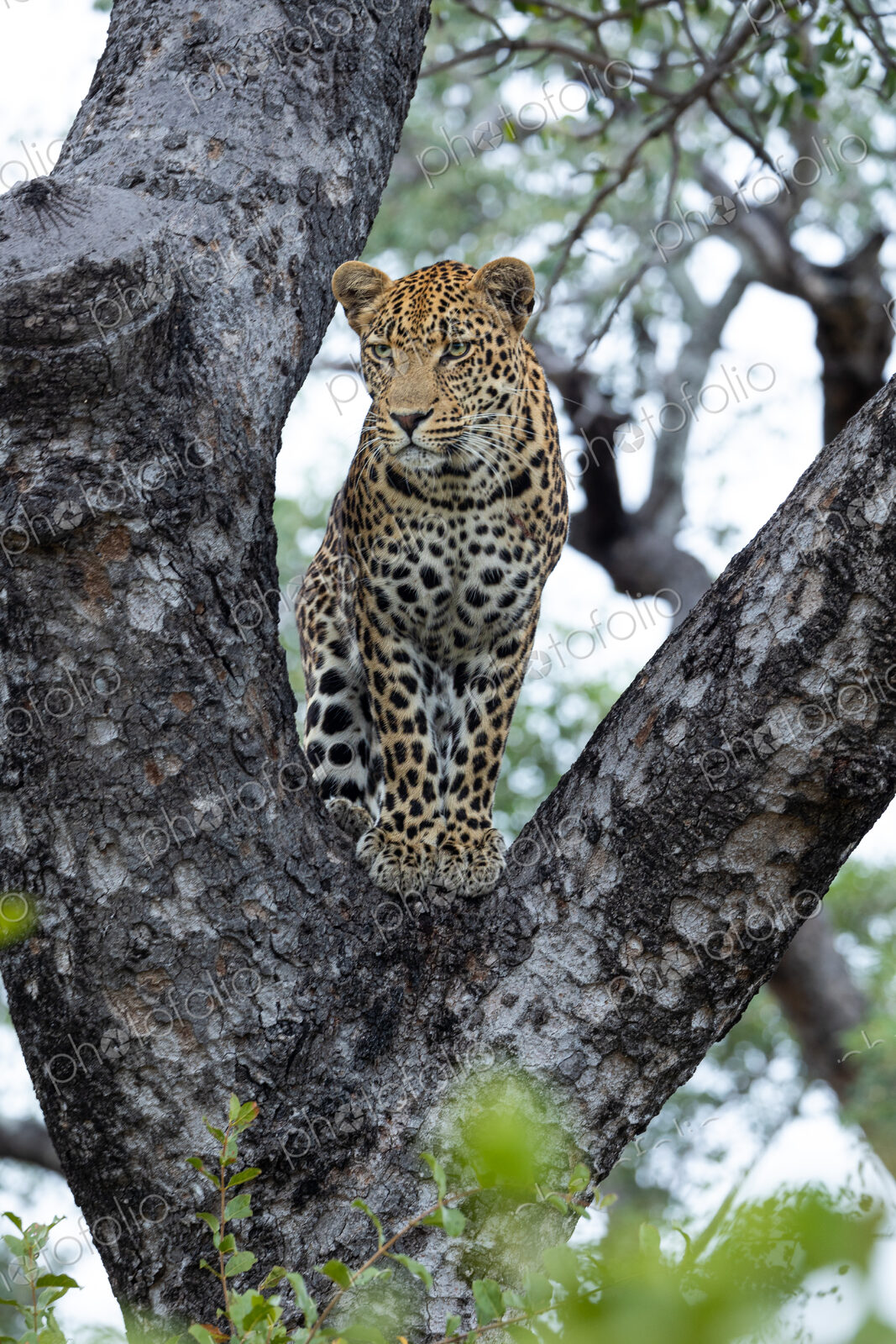 A male leopard, Panthera pardus, standing in the fork of a tree.