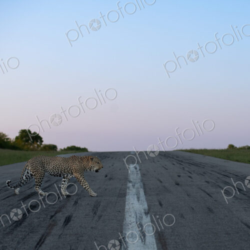 A male leopard, Panthera pardus, walking across an airstrip. A male leopard, Panthera pardus, walking across an airstrip.