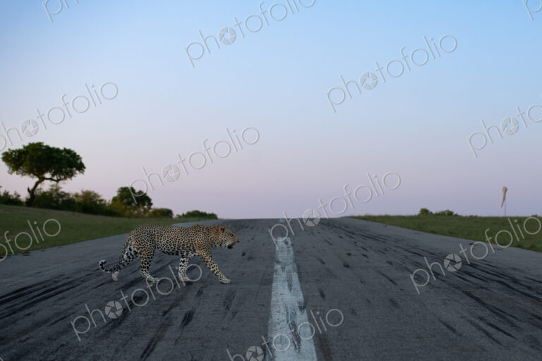 A male leopard, Panthera pardus, walking across an airstrip.