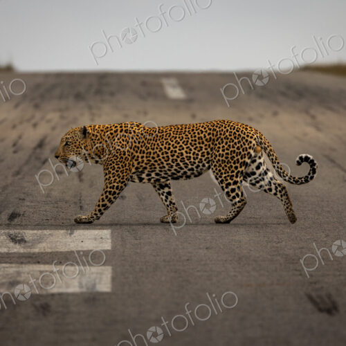 A male leopard, Panthera pardus, walking across the airstrip. A male leopard, Panthera pardus, walking across the airstrip.