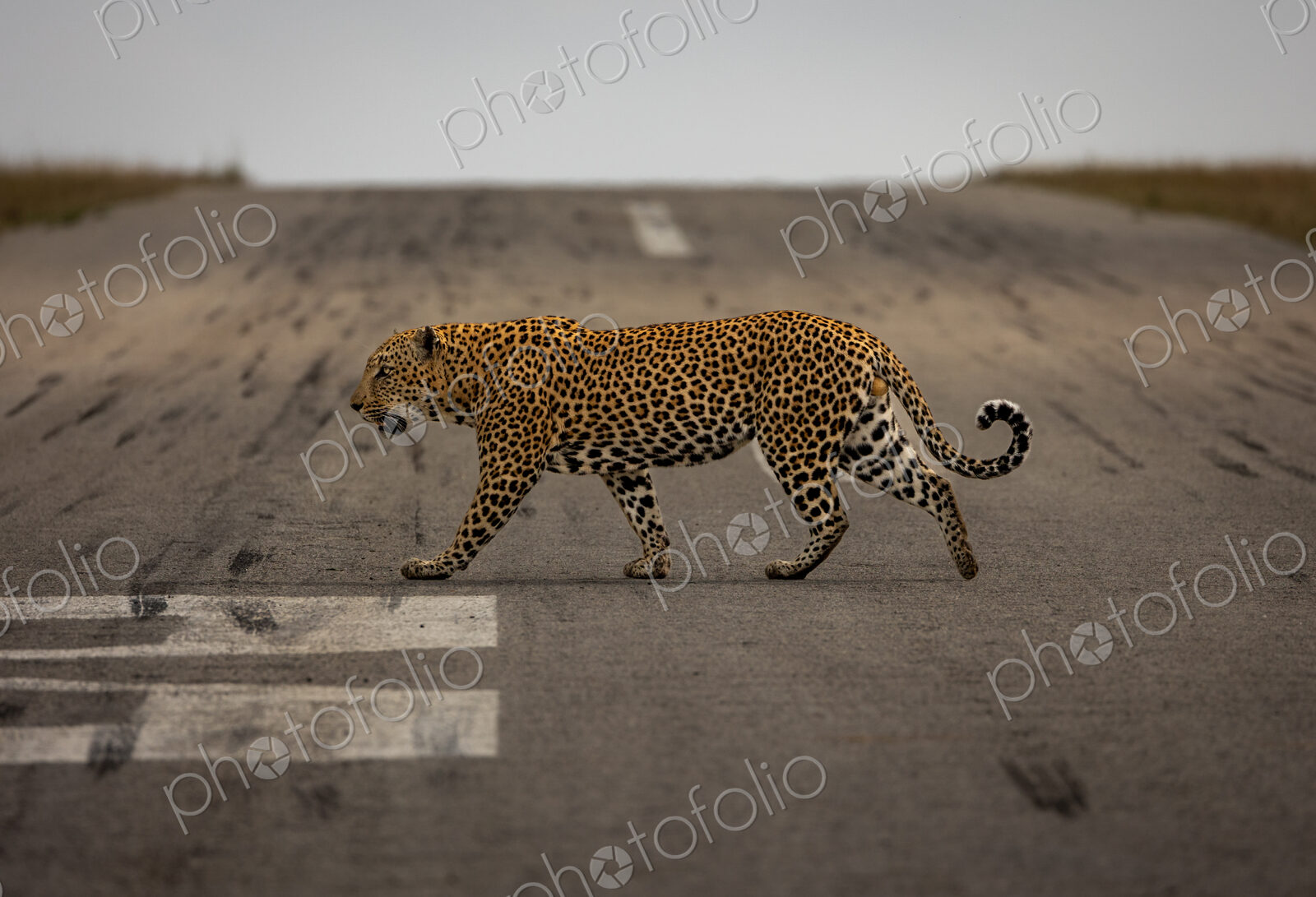 A male leopard, Panthera pardus, walking across the airstrip.