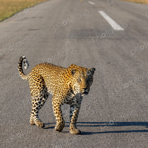 A male leopard, Panthera pardus, walking on a road.