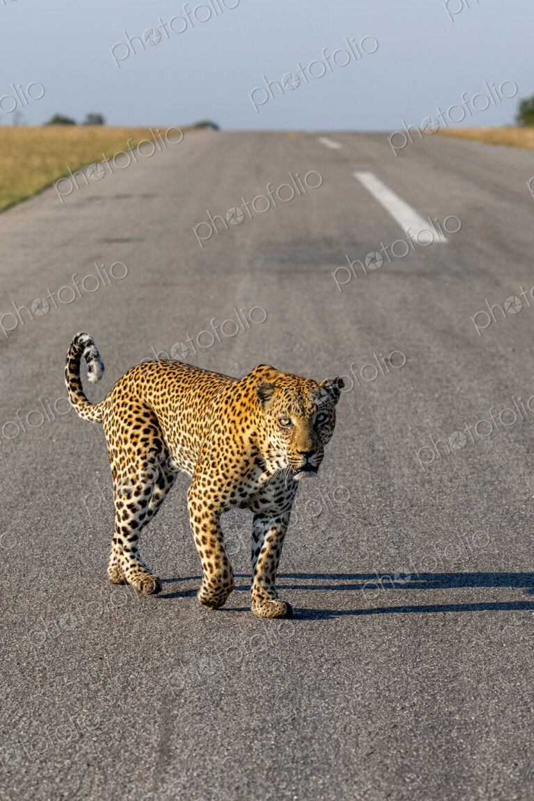 A male leopard, Panthera pardus, walking on a road.