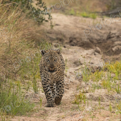 A male leopard, Panthera pardus, walking on sand, direct gaze. A male leopard, Panthera pardus, walking on sand, direct gaze.