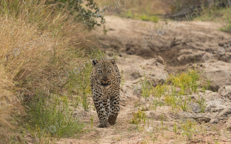 A male leopard, Panthera pardus, walking on sand, direct gaze.