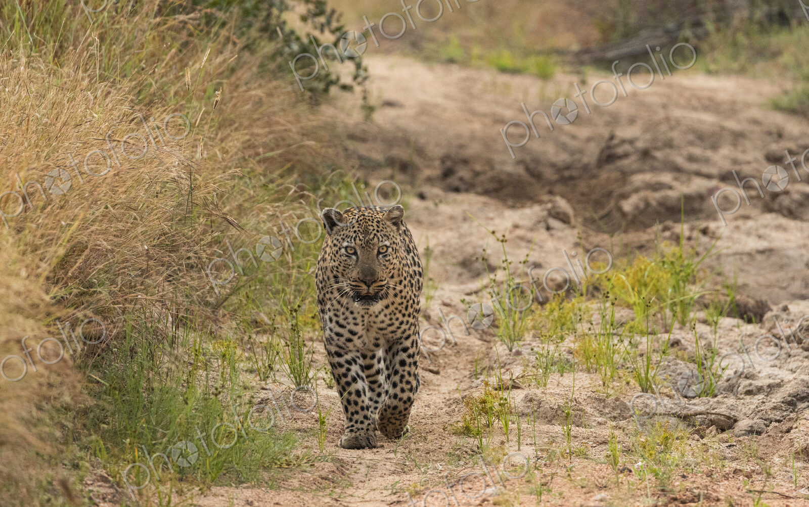 A male leopard, Panthera pardus, walking on sand, direct gaze.