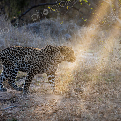 A male leopard, Panthera pardus, walking through grass, in golden light.