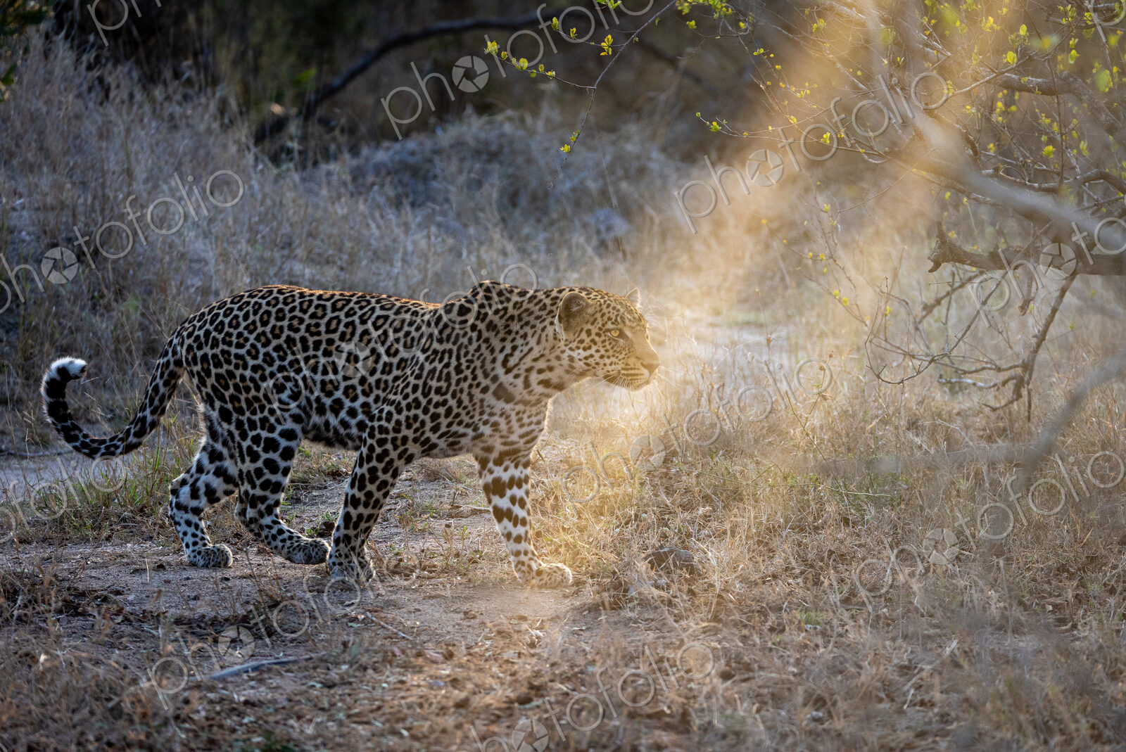 A male leopard, Panthera pardus, walking through grass, in golden light.