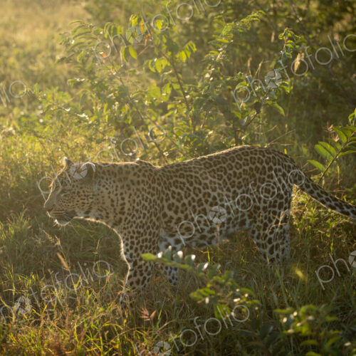 A male leopard, Panthera pardus, walking through grass, side view.