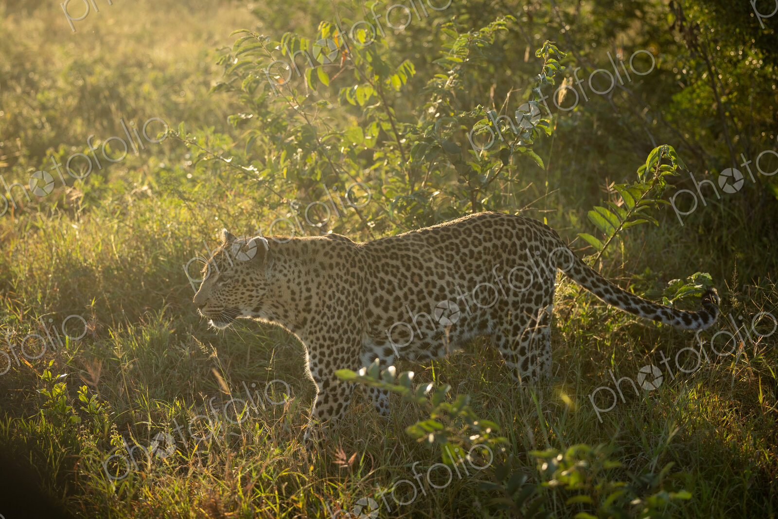A male leopard, Panthera pardus, walking through grass, side view.