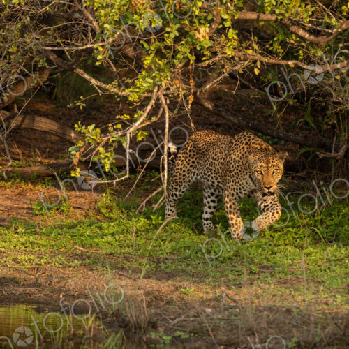 A male leopard, Panthera pardus, walking through greenery, next to a dam. A male leopard, Panthera pardus, walking through greenery, next to a dam.