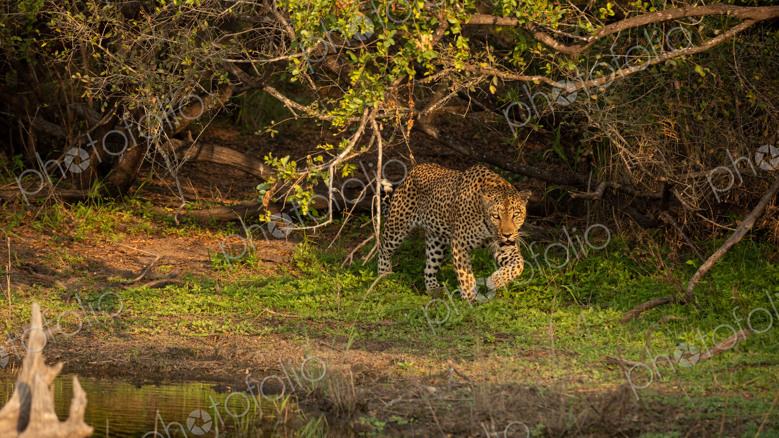 A male leopard, Panthera pardus, walking through greenery, next to a dam.