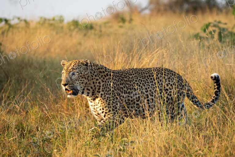 A male leopard, Panthera pardus, walking through long grass, side profile.