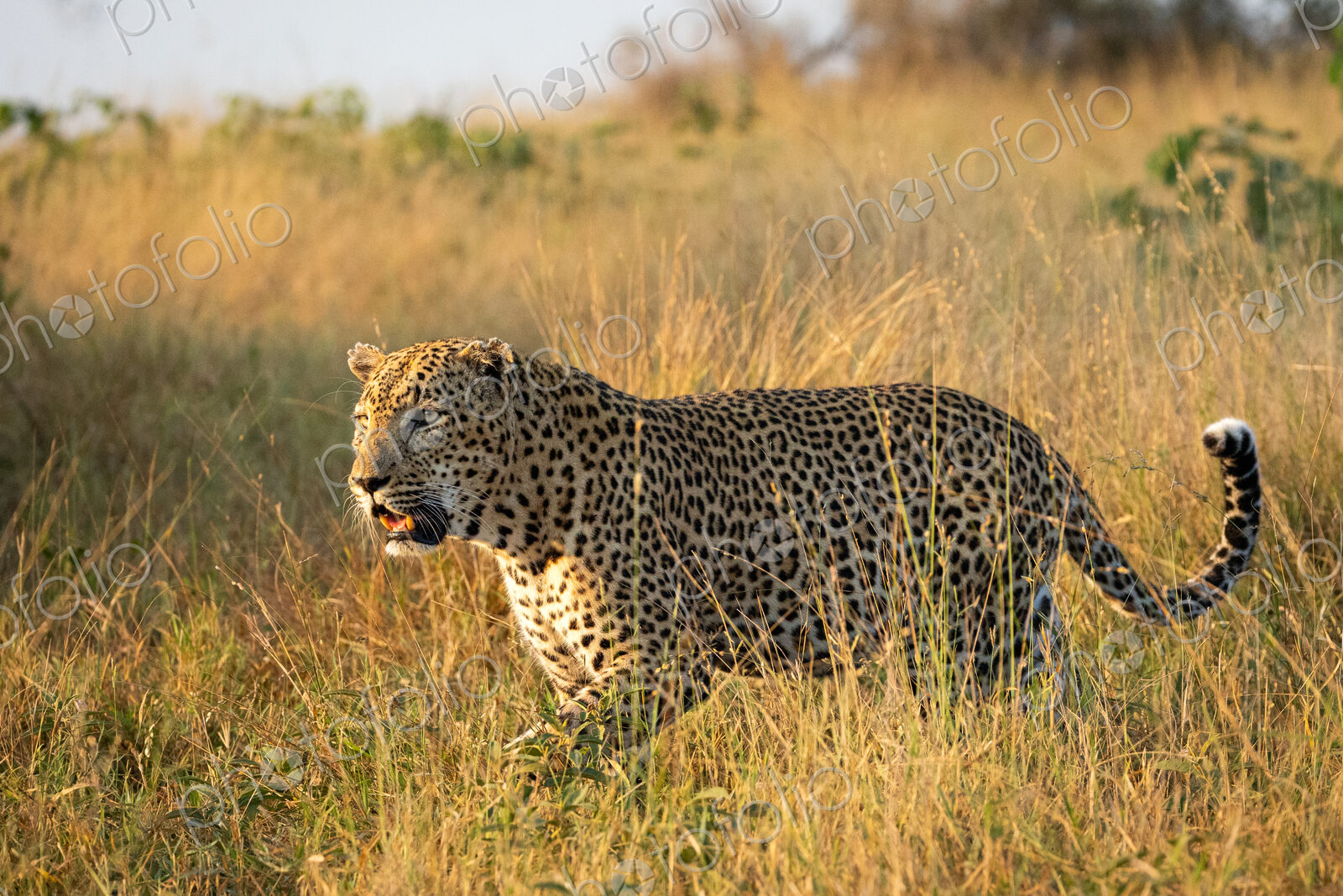 A male leopard, Panthera pardus, walking through long grass, side profile.