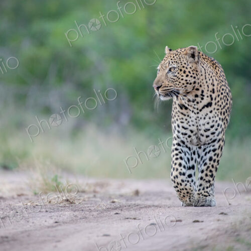 A male leopard, Panthera pardus, walks down a sandy track. A male leopard, Panthera pardus, walks down a sandy track.