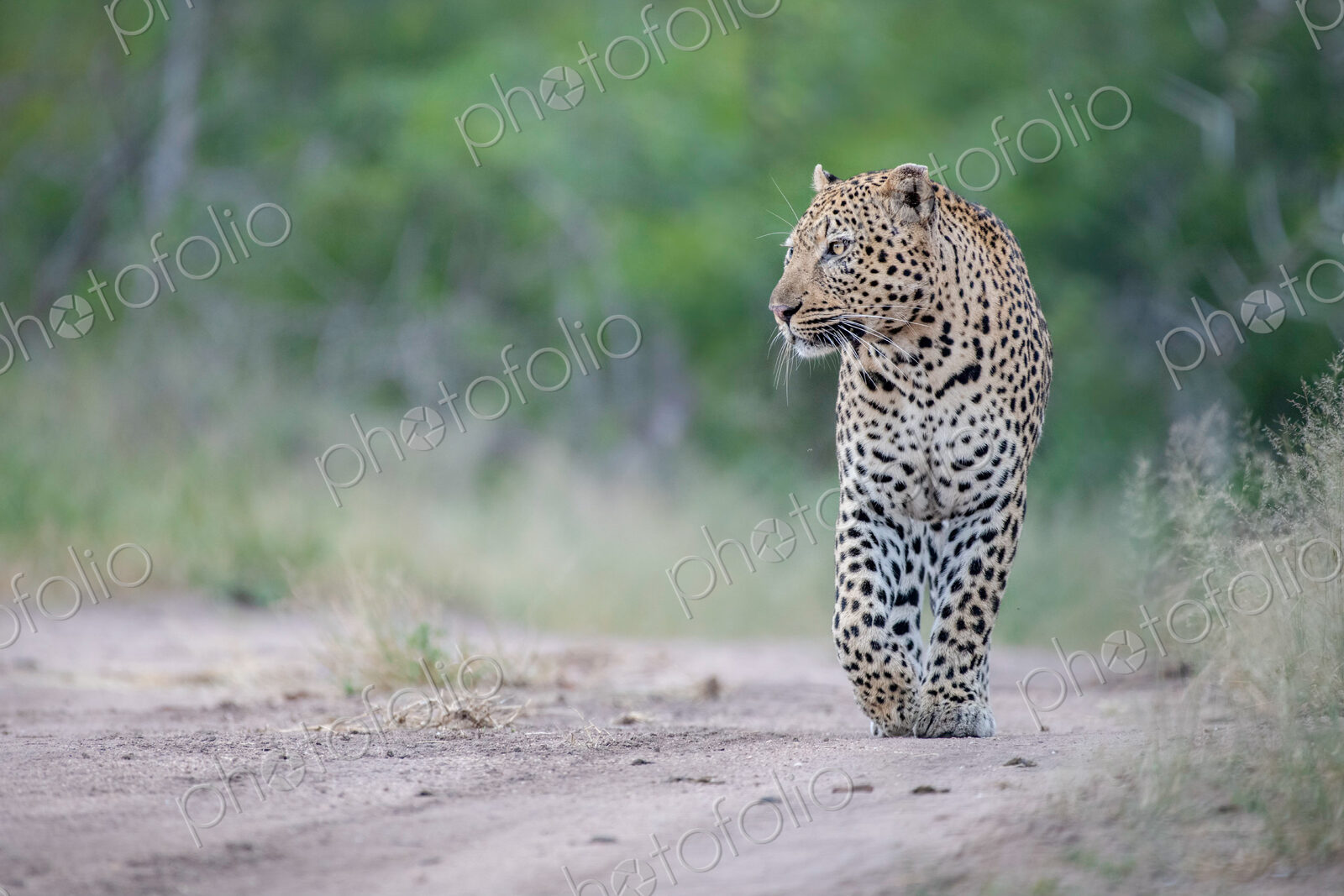 A male leopard, Panthera pardus, walks down a sandy track.