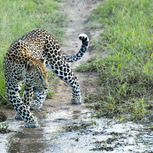 A male leopard, Panthera pardus, walks through a stream of water. A male leopard, Panthera pardus, walks through a stream of water.