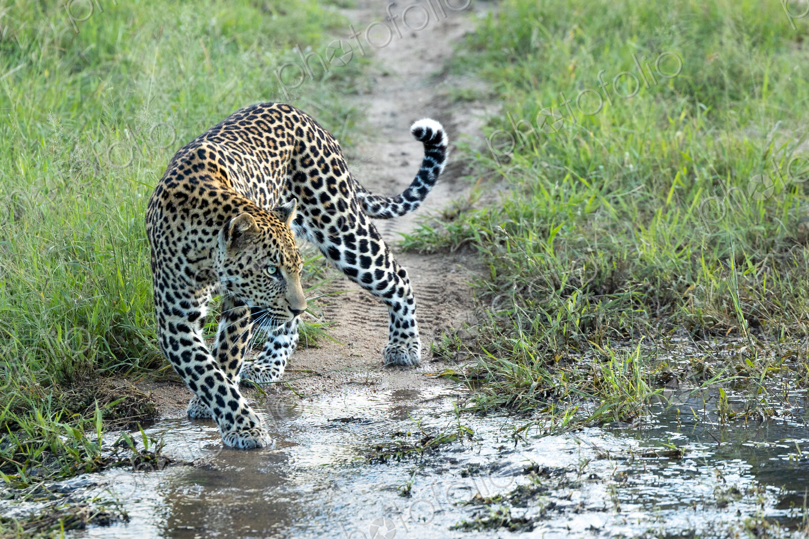 A male leopard, Panthera pardus, walks through a stream of water.