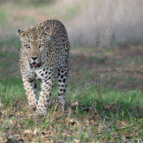 A male leopard, Panthera pardus, walks toward camera, direct gaze, mouth open A male leopard, Panthera pardus, walks toward camera, direct gaze, mouth open