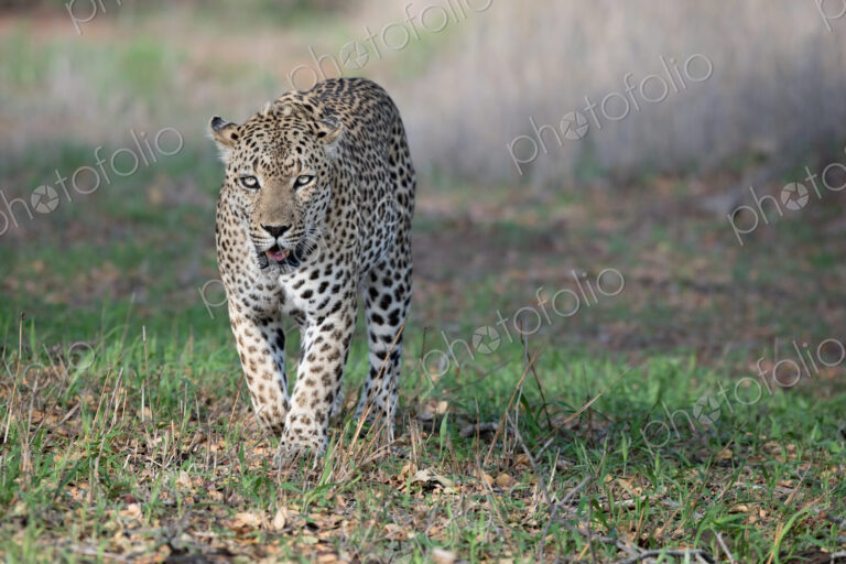 A male leopard, Panthera pardus, walks toward camera, direct gaze, mouth open