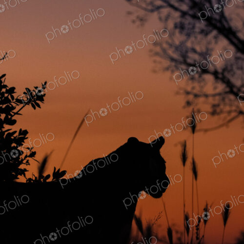 A male leopard at sunset, Panthera pardus. A male leopard at sunset, Panthera pardus.