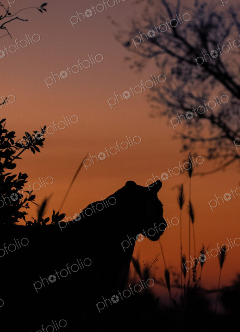 A male leopard at sunset, Panthera pardus.