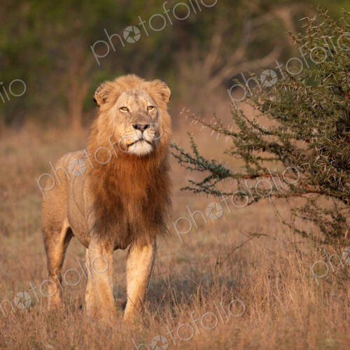A male lion, Panthera Leo, standing in grass, golden light, direct gaze.